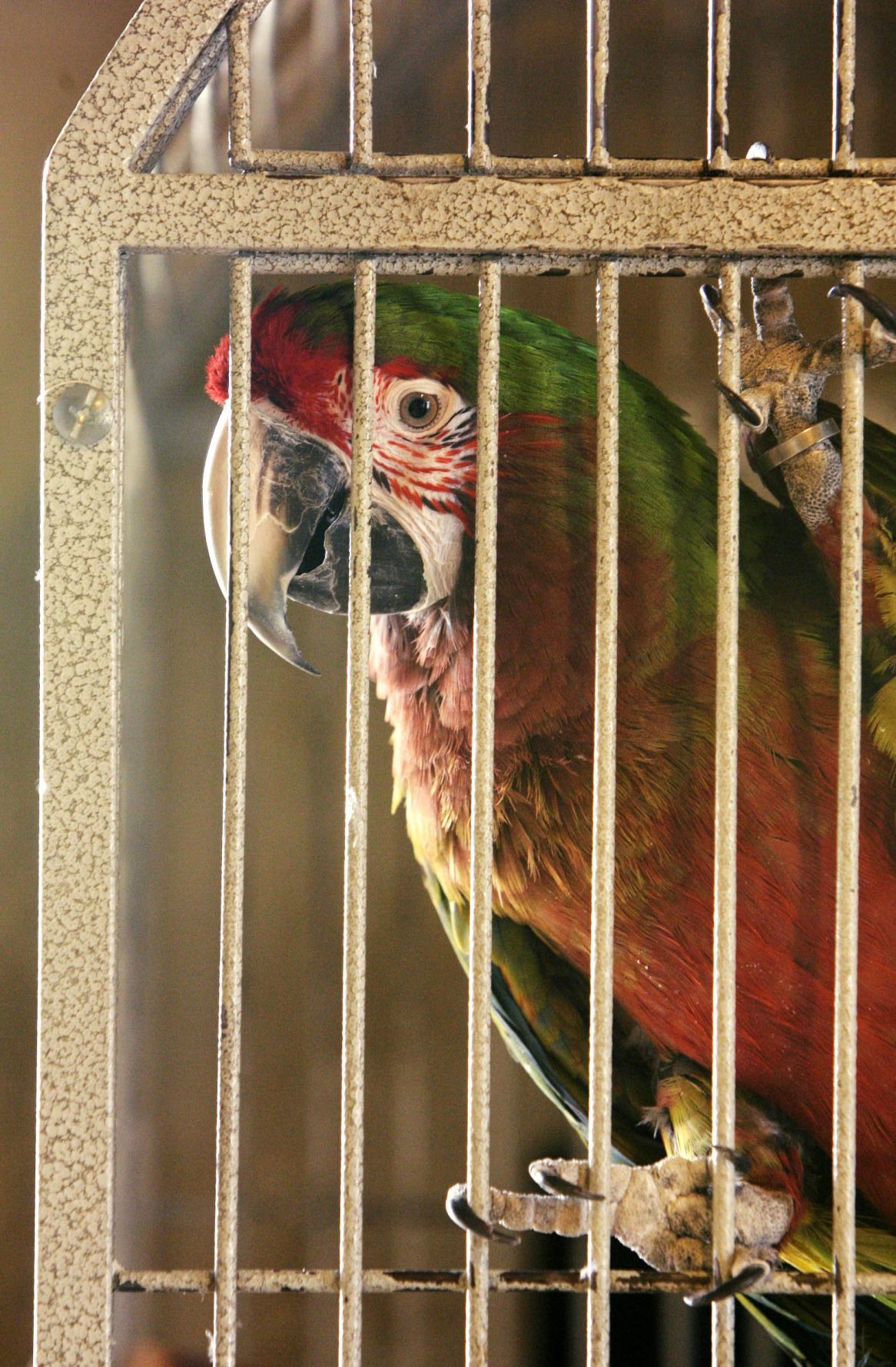 The Parrot Steakhouse & Grill